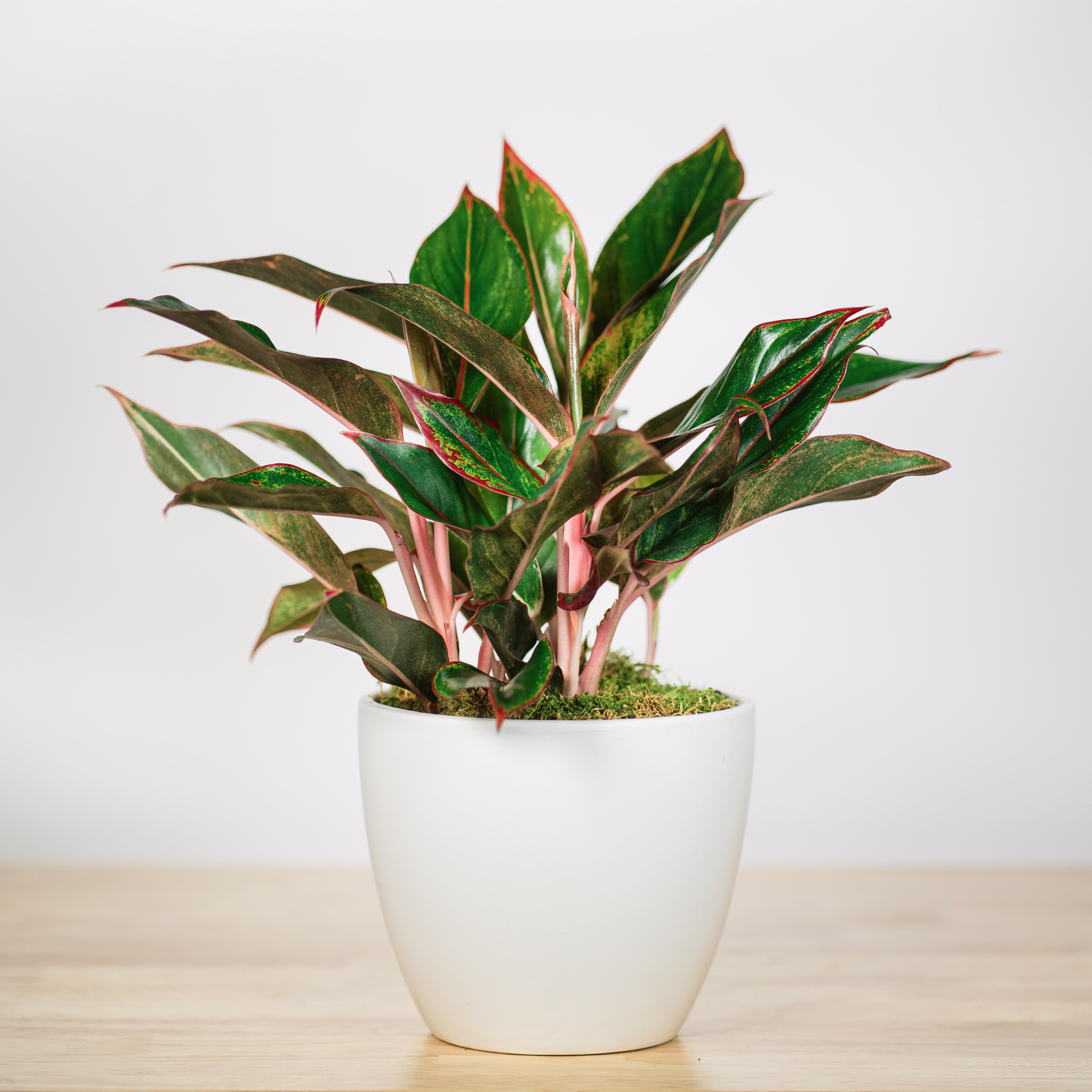 aglaonema indoor plant Aglaonema Siam Red