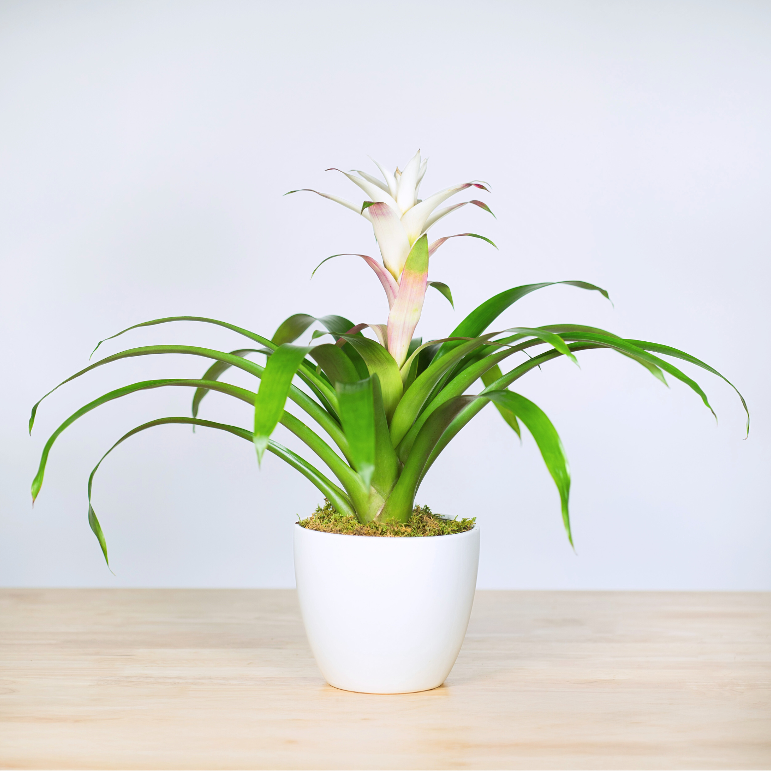 Bromeliad Guzmania
