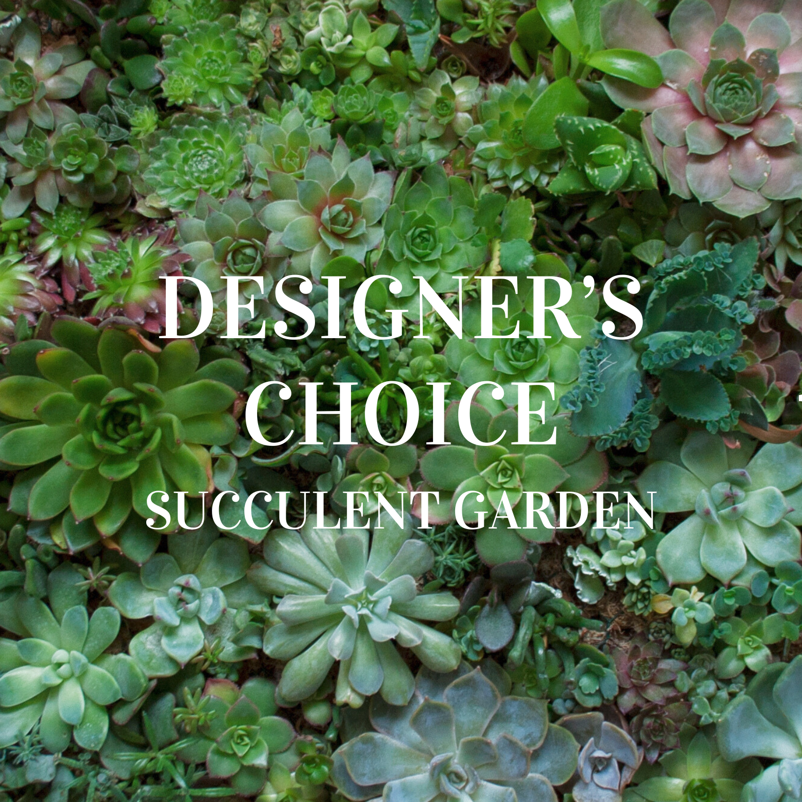 luxury succulents Designer's Choice Succulent Garden