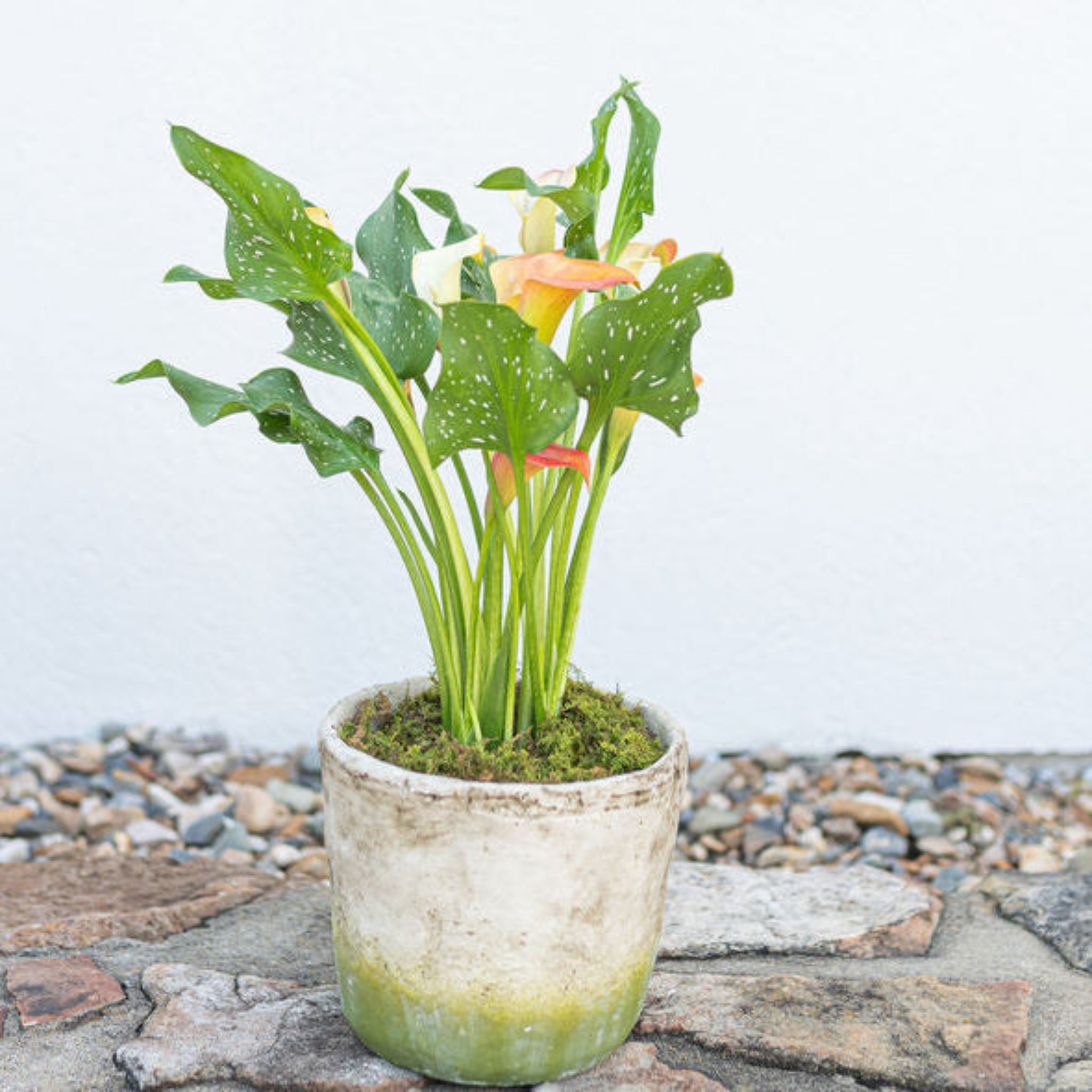 Calla Lily