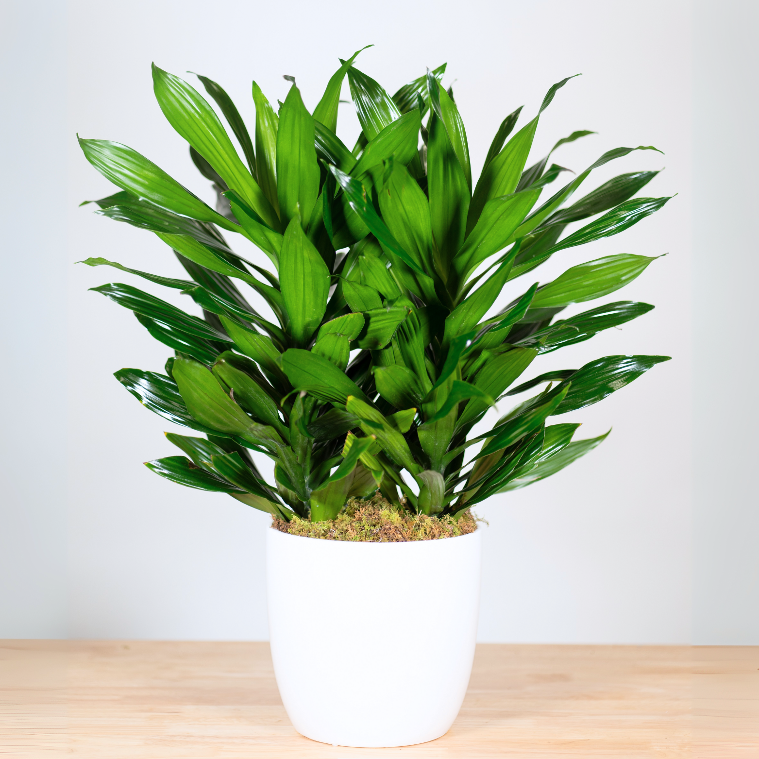 dark green dracaena Dracaena "Green Jewel"