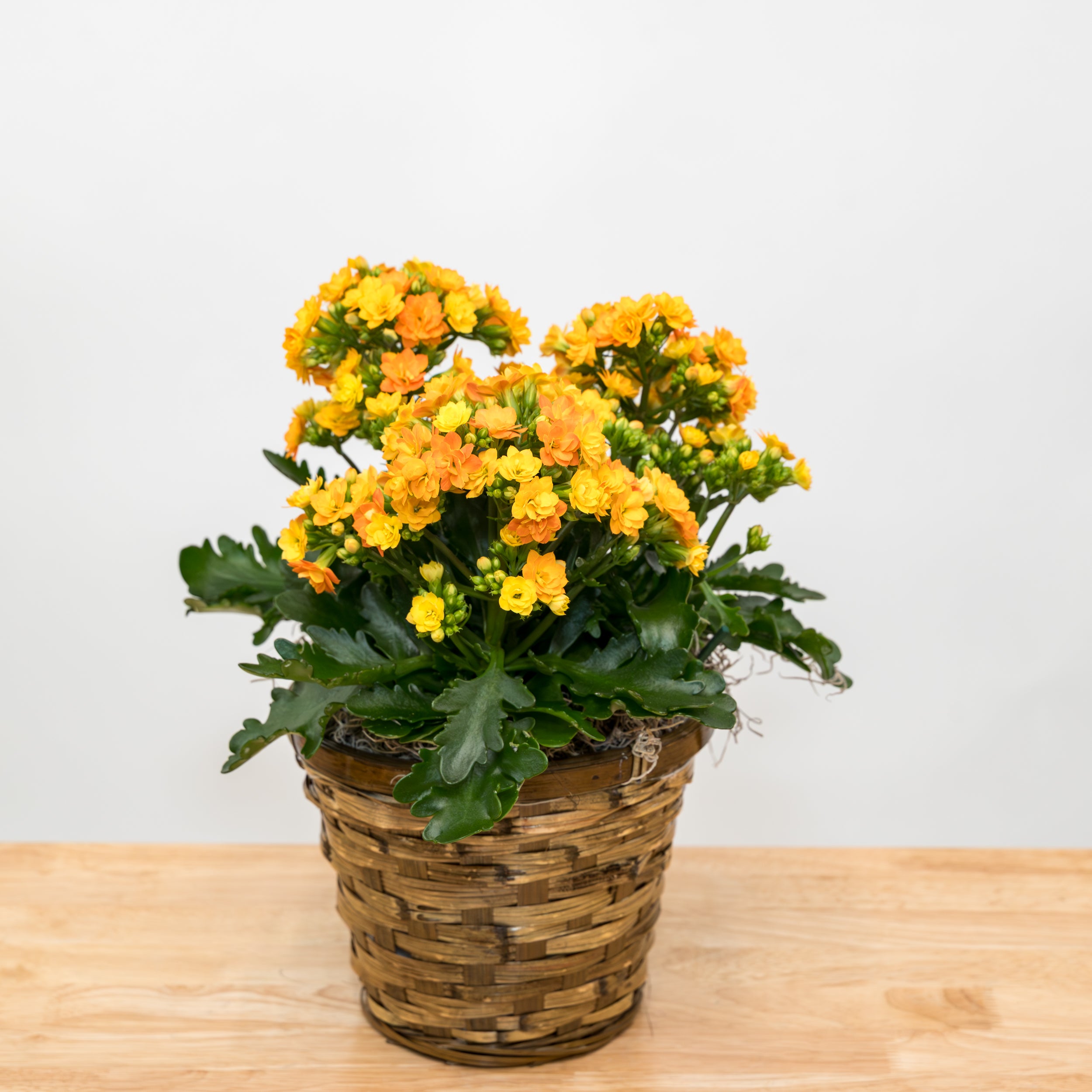 Kalanchoes 6” pot
