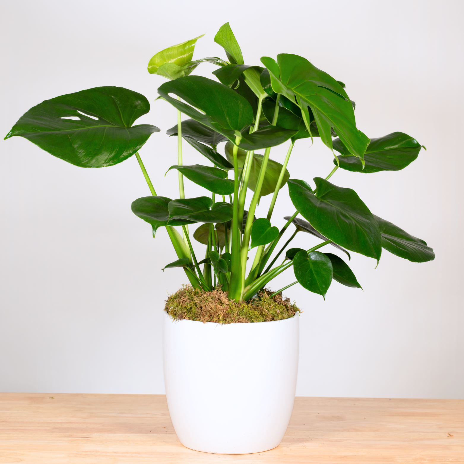 Monstera