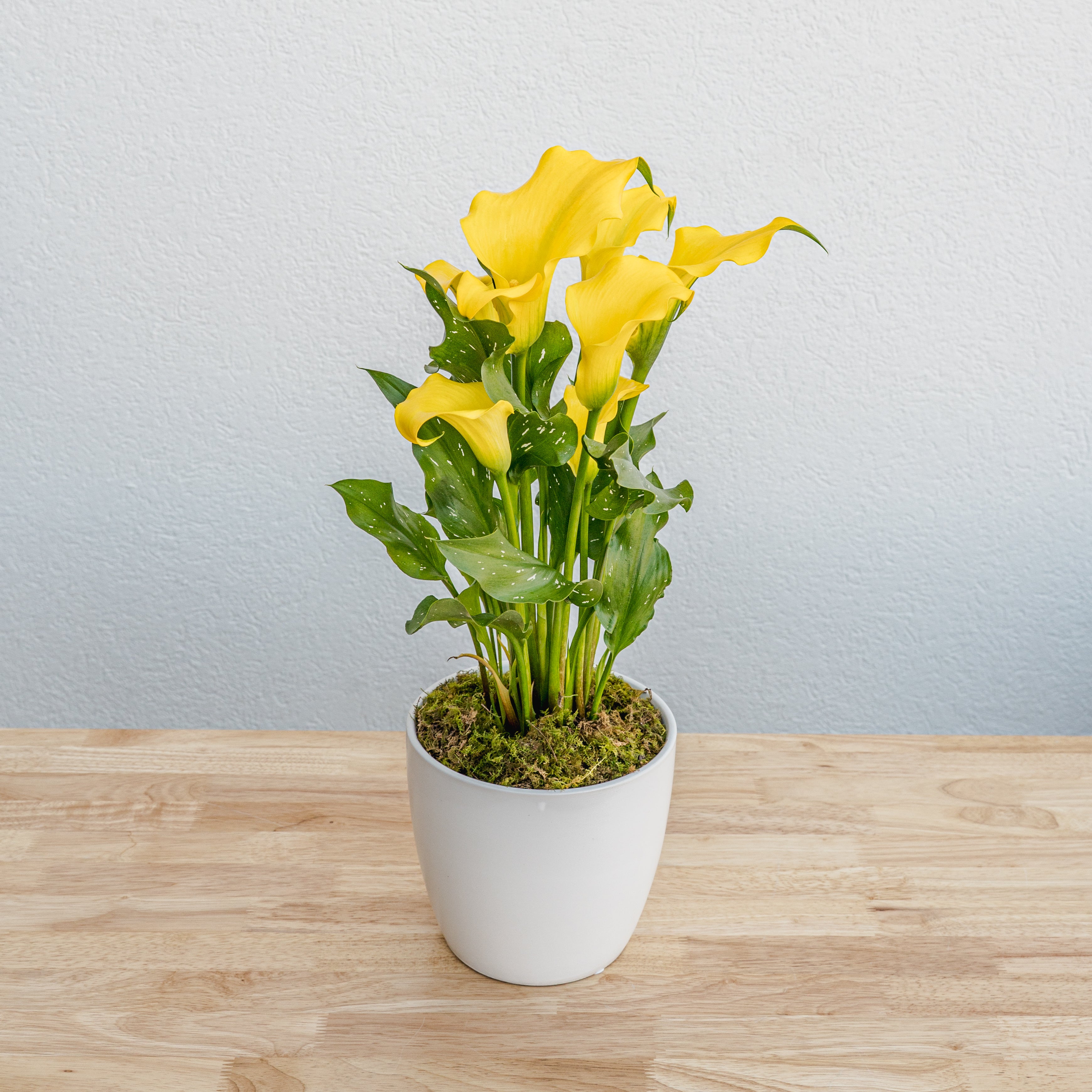caring for calla lily plants indoors Calla Lily 6"