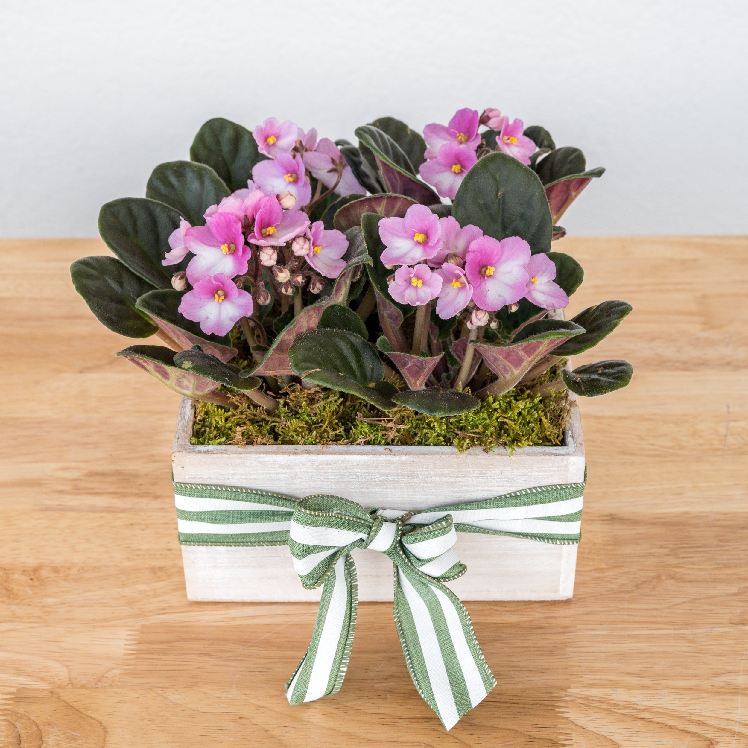 are african violets succulents African Violet Box – Tipton & Hurst