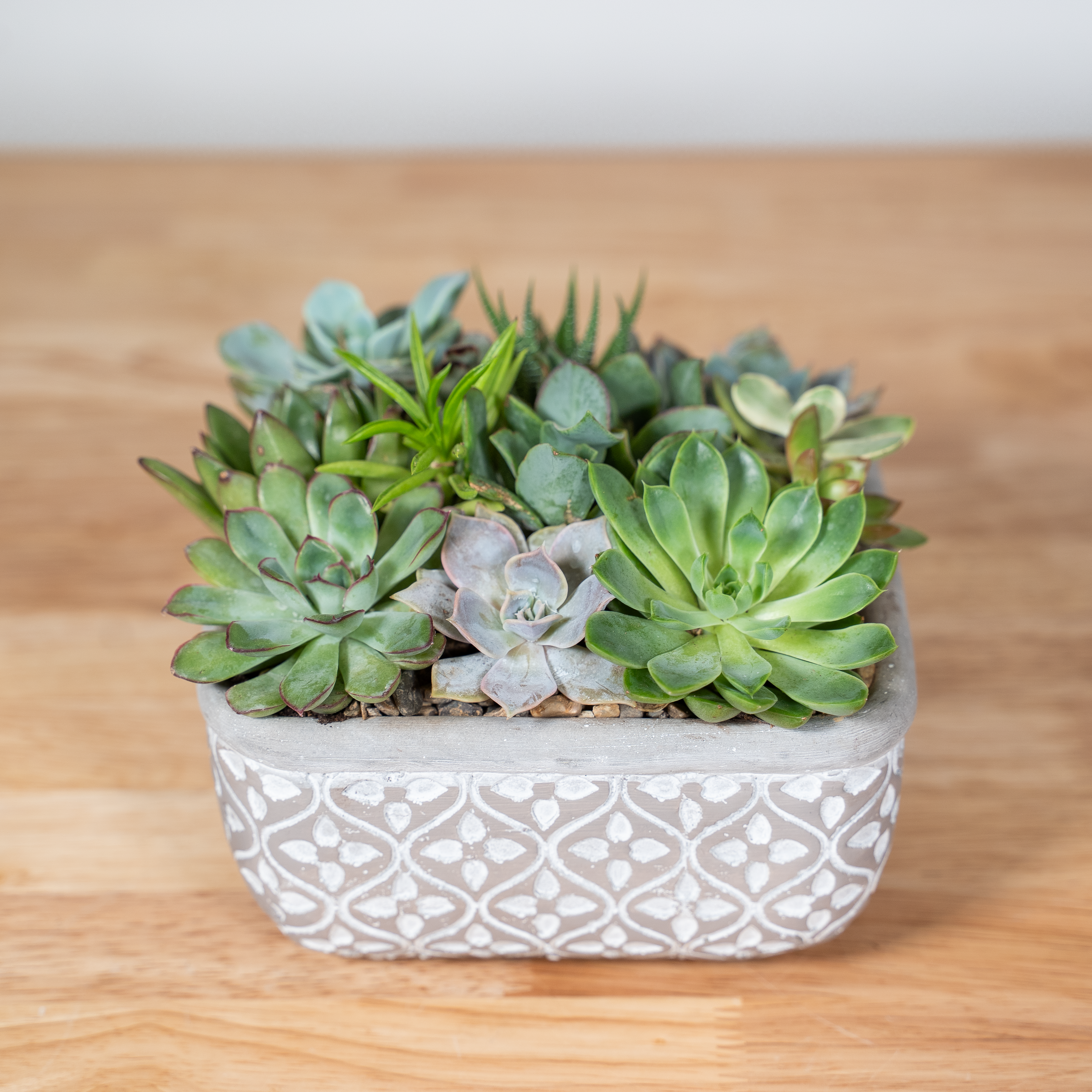 garden republic succulents Sunny Succulent Garden – Tipton & Hurst