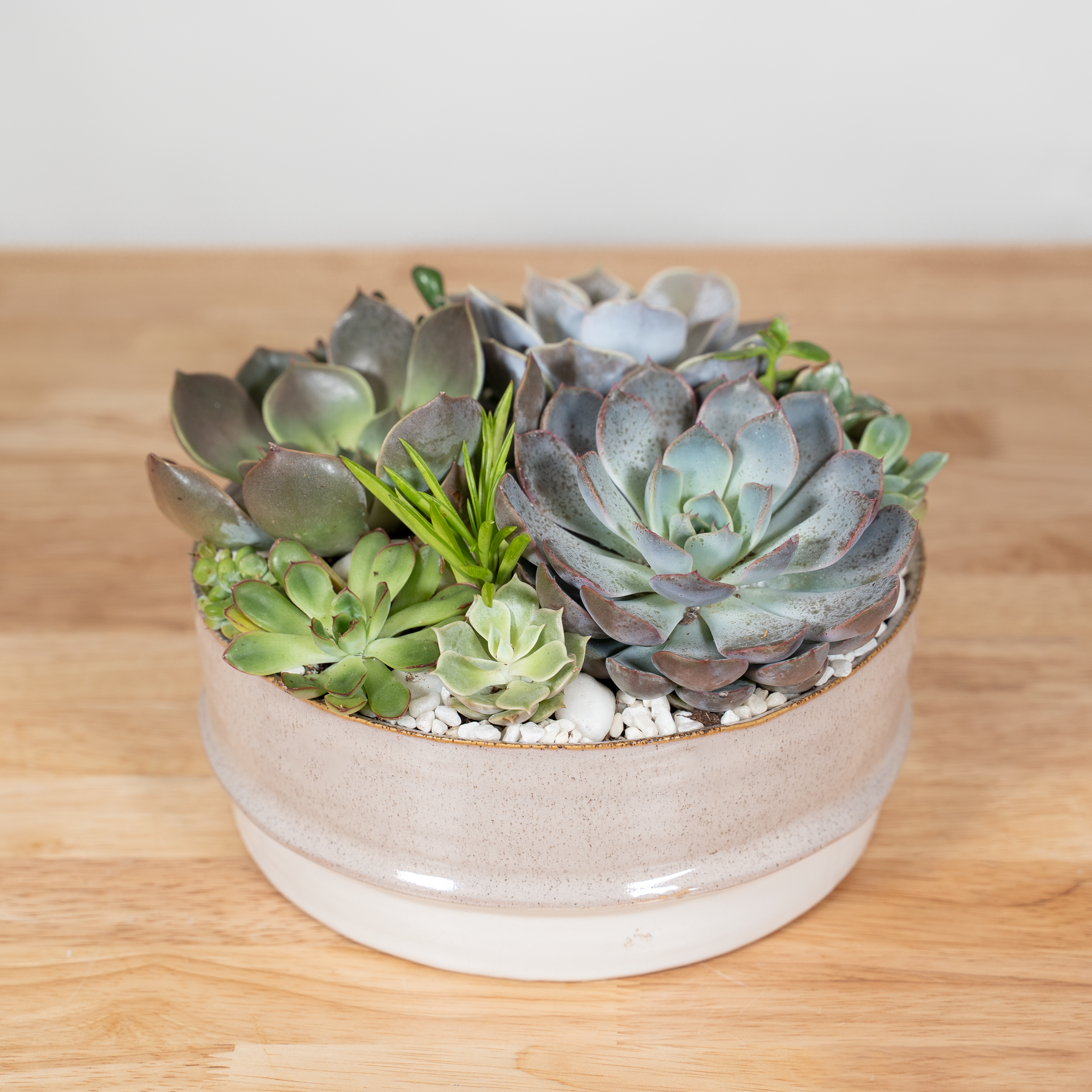 premier succulents Mesa Succulent Garden