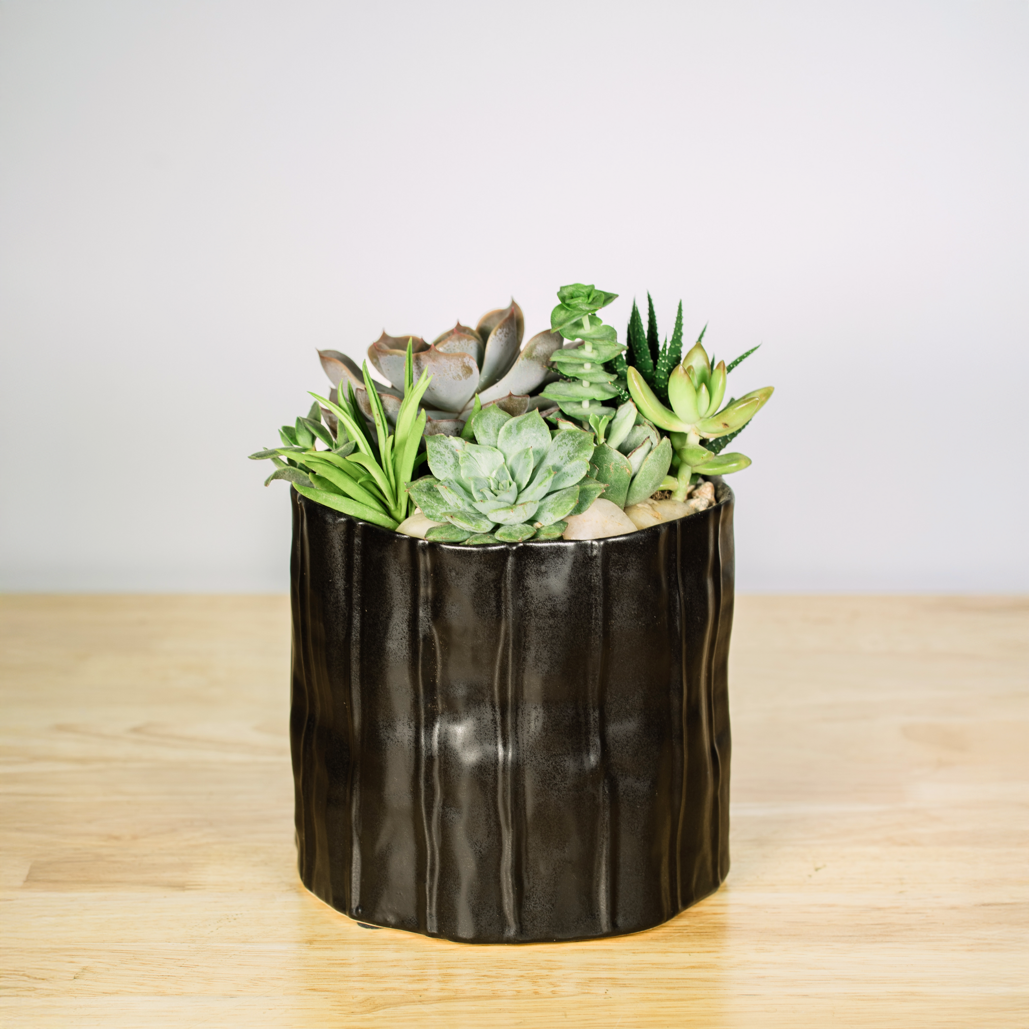 sweet succulents Sweet Succulent Garden