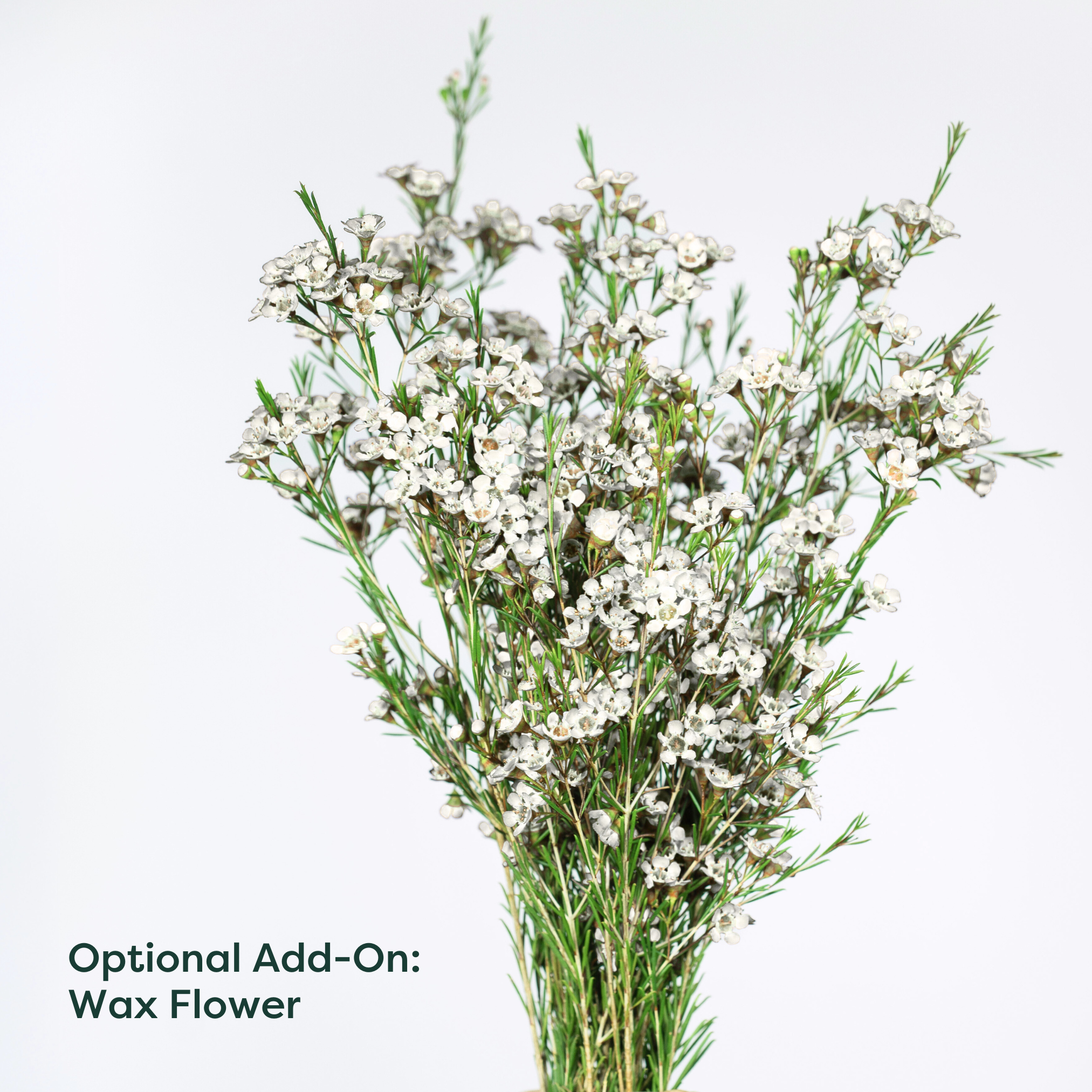 https://cdn.shopify.com/s/files/1/0016/7100/4263/files/Wax_Flower.png?v=1738861331