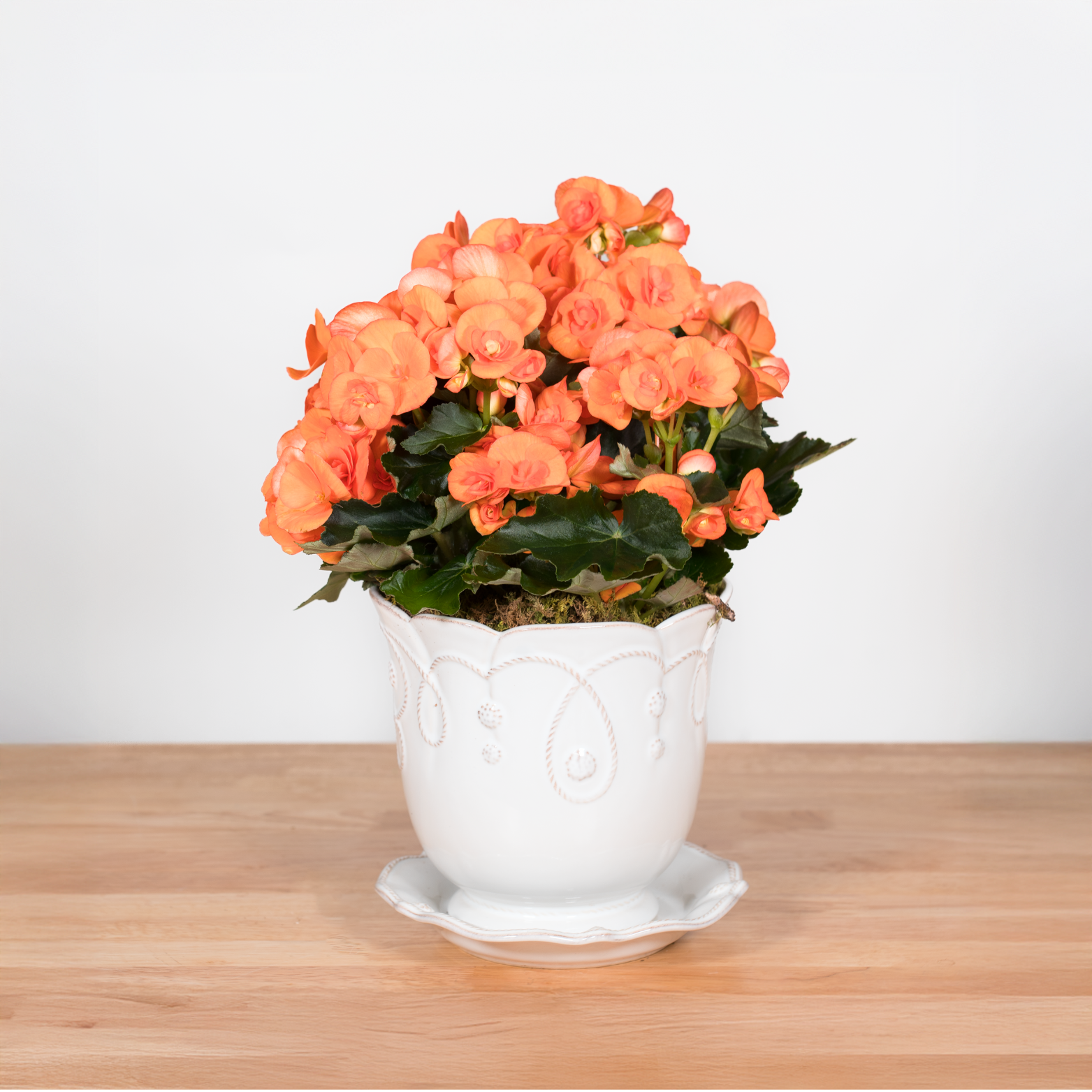 Heirloom Series: Blooming Plant in 7" Juliska Jardins du Monde Planter