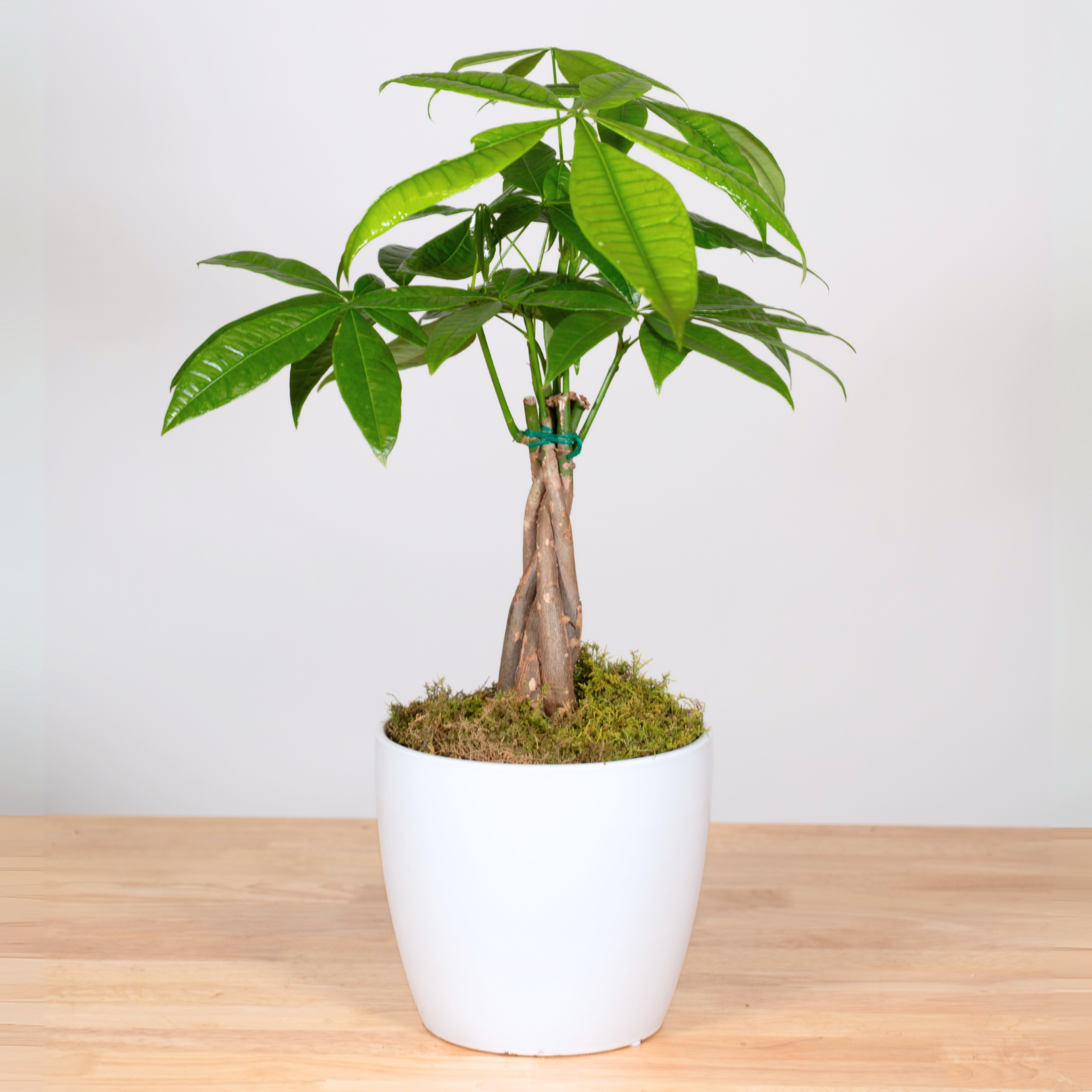 Money Tree