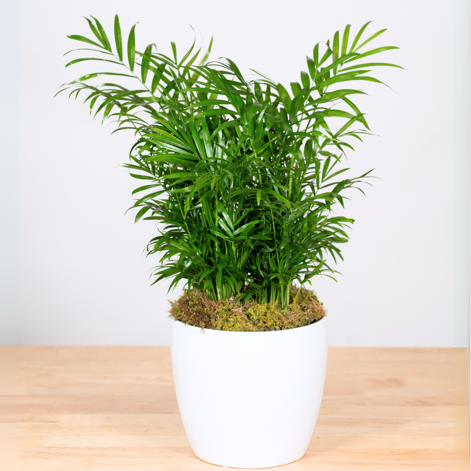 pot for parlor palm Parlor Palm