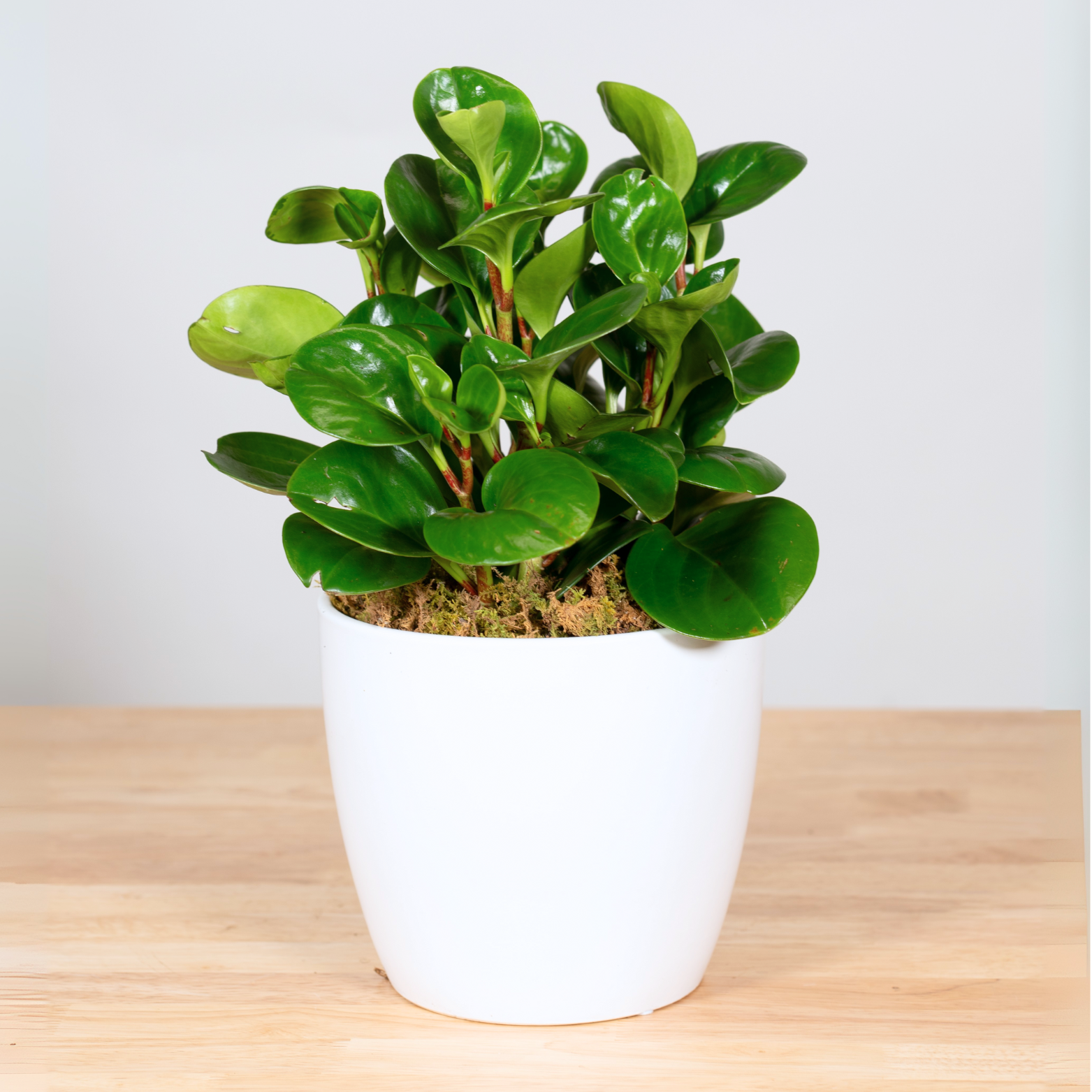 indoor plants rubber Peperomia Obtusifolia Green 6 inch / Minimalist Pot by Succulents Box