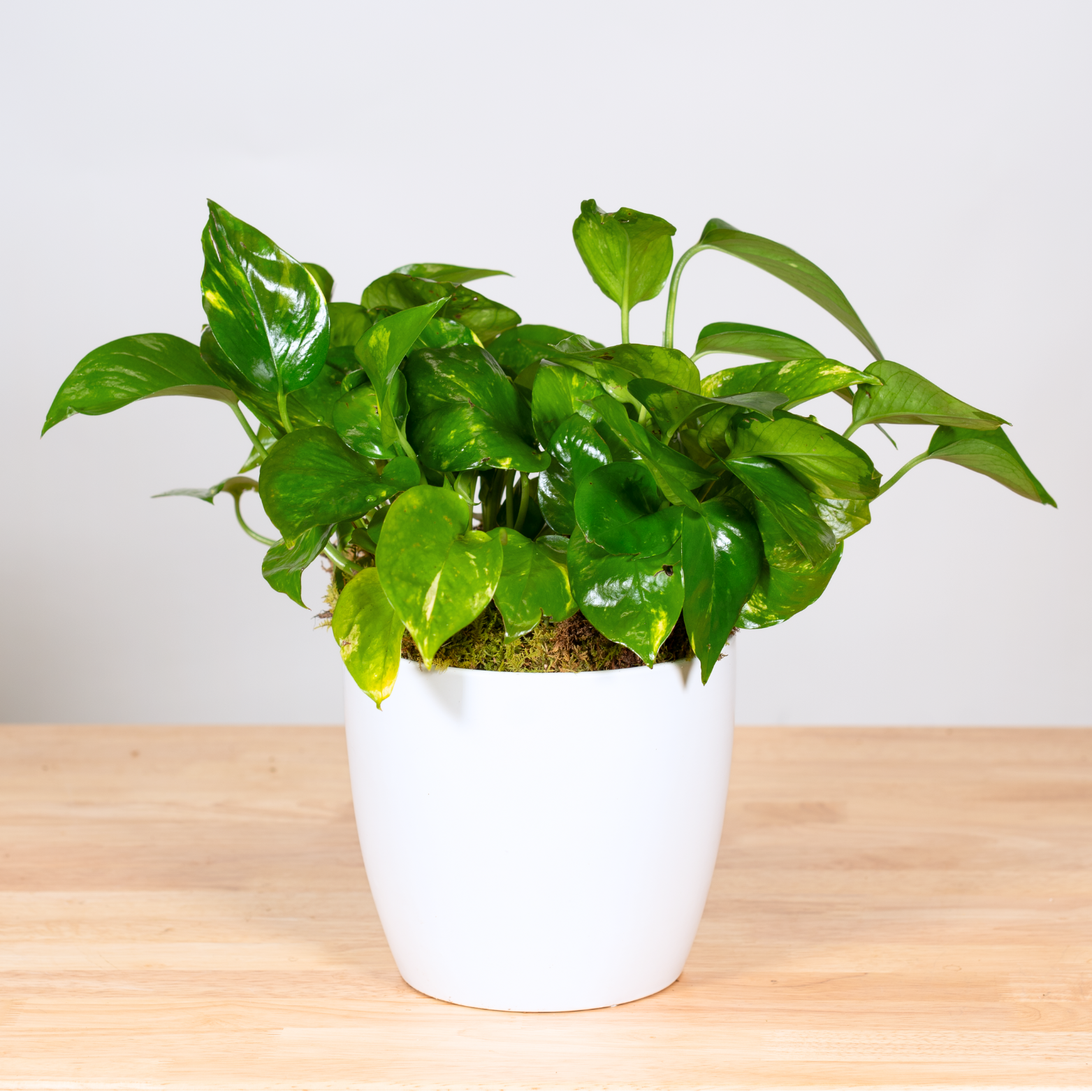 Pothos