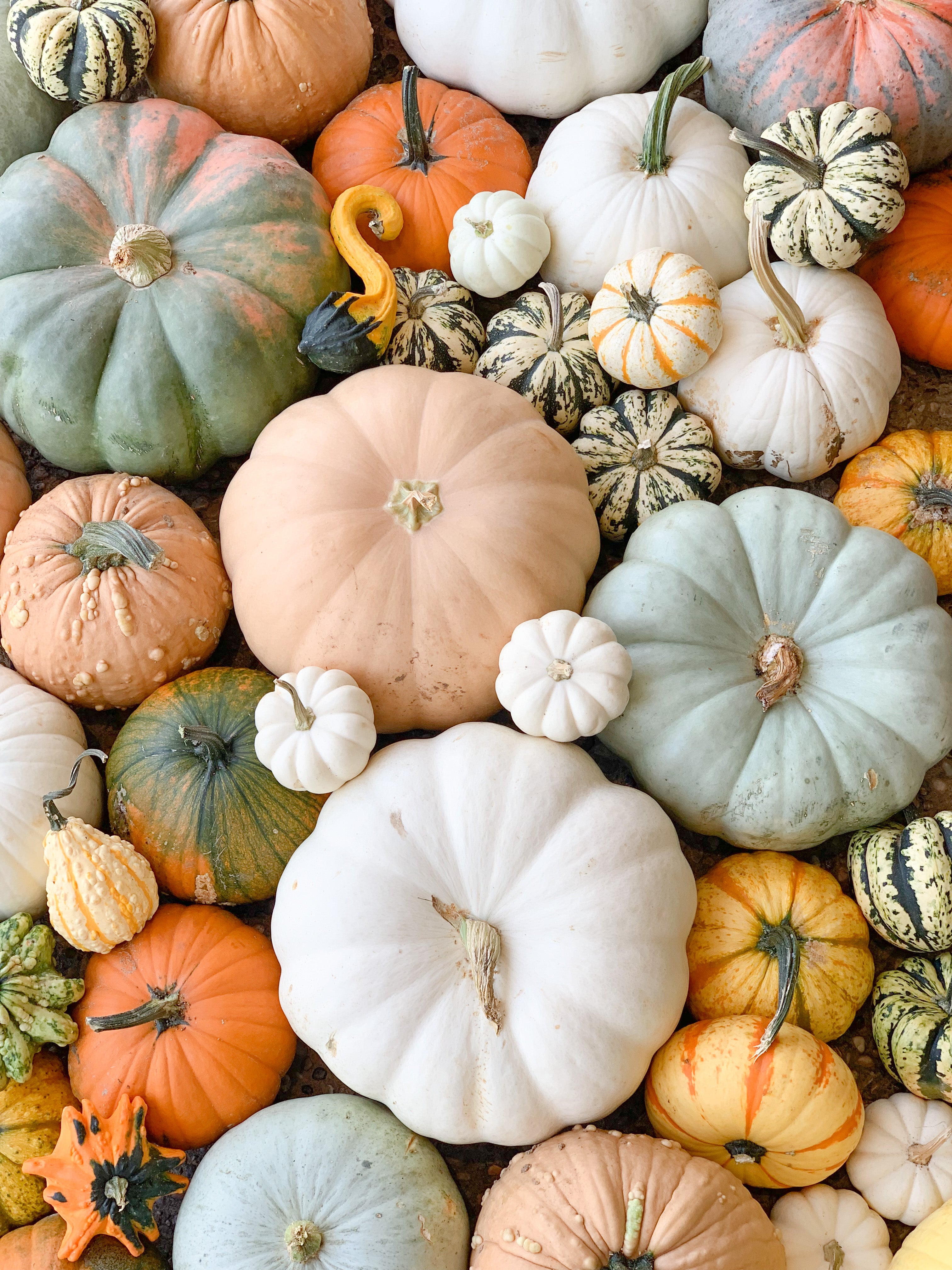 Designer Pumpkin Delivery