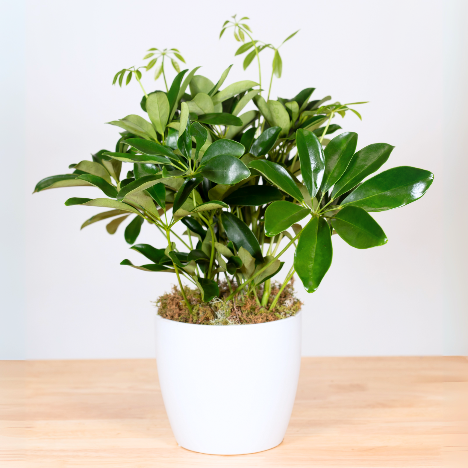 Schefflera