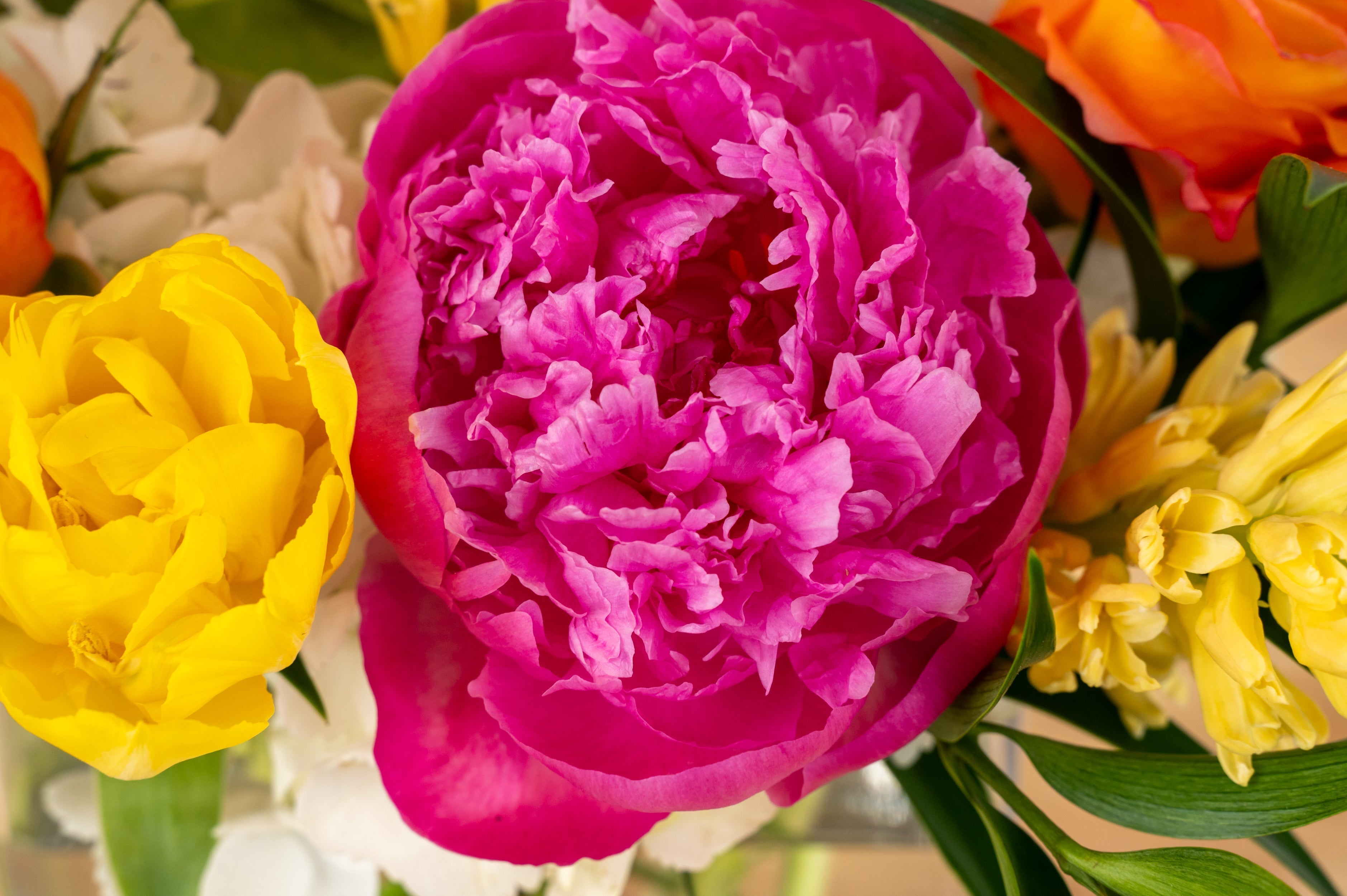 Arkansas’s Best Peonies: A Guide to Spring’s Favorite Bloom
