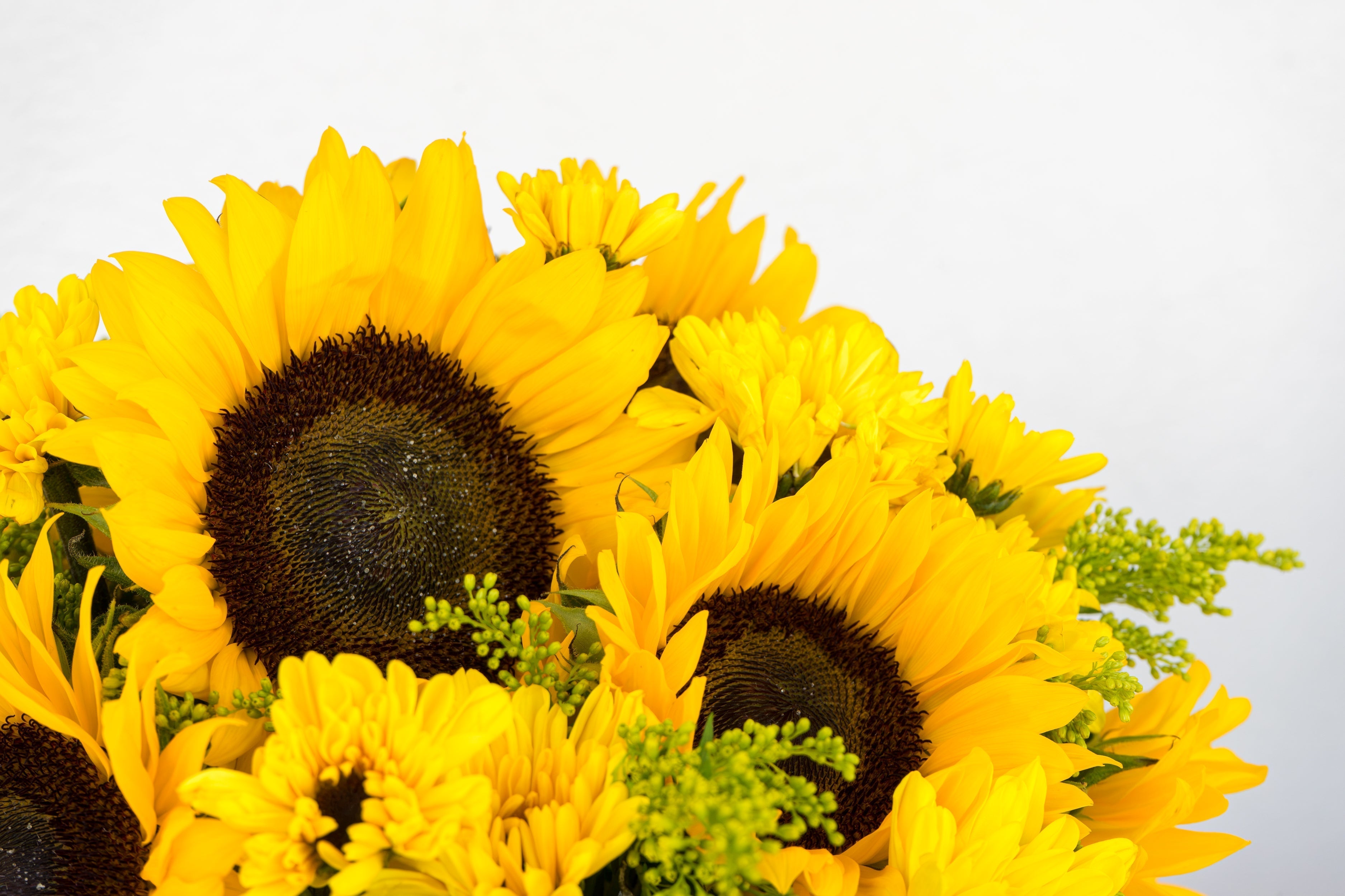 The Meaning of Sunflowers: Celebrating Friendship Day in Bloom