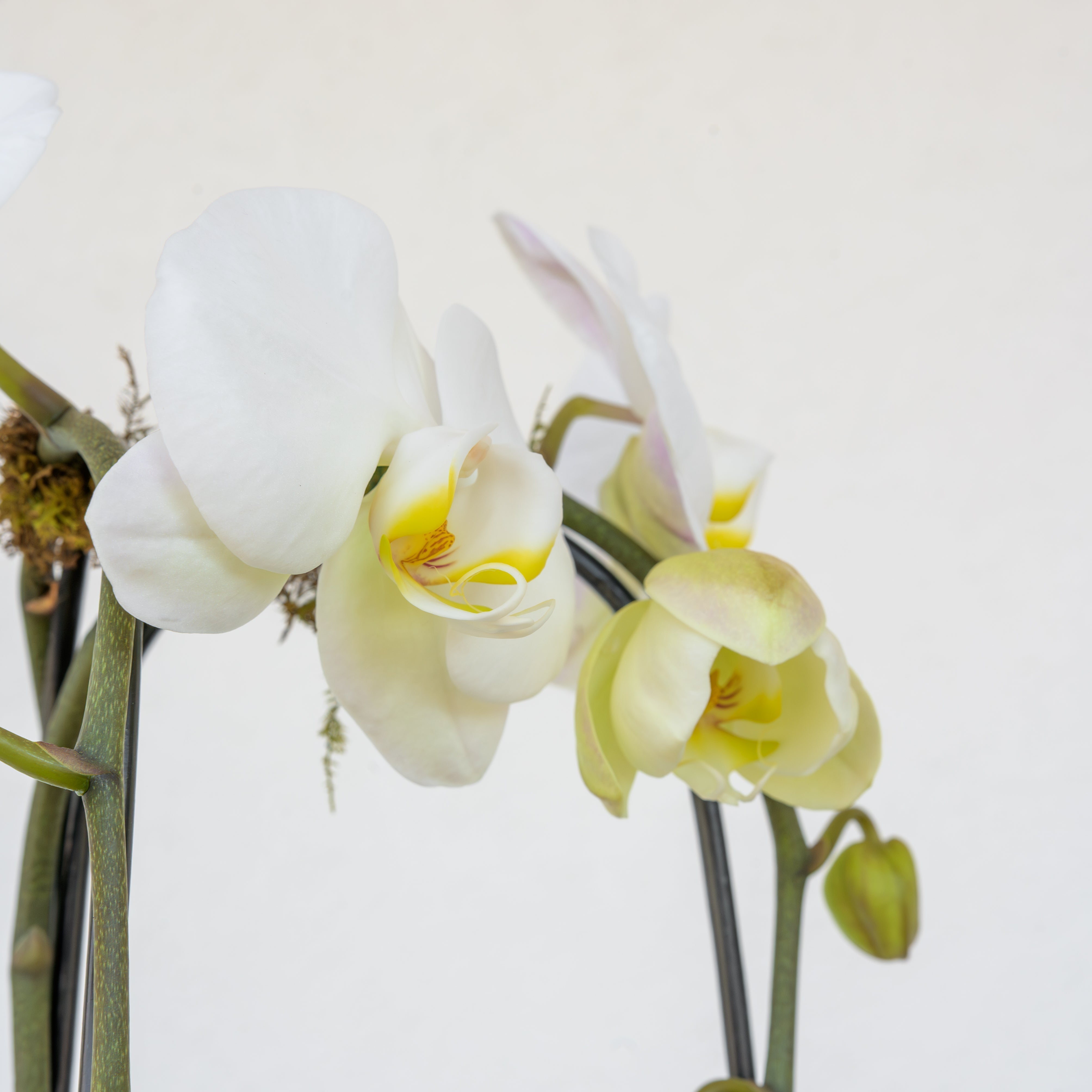 The Art of the Atmosphere: Elevating Your Valentine’s Night In