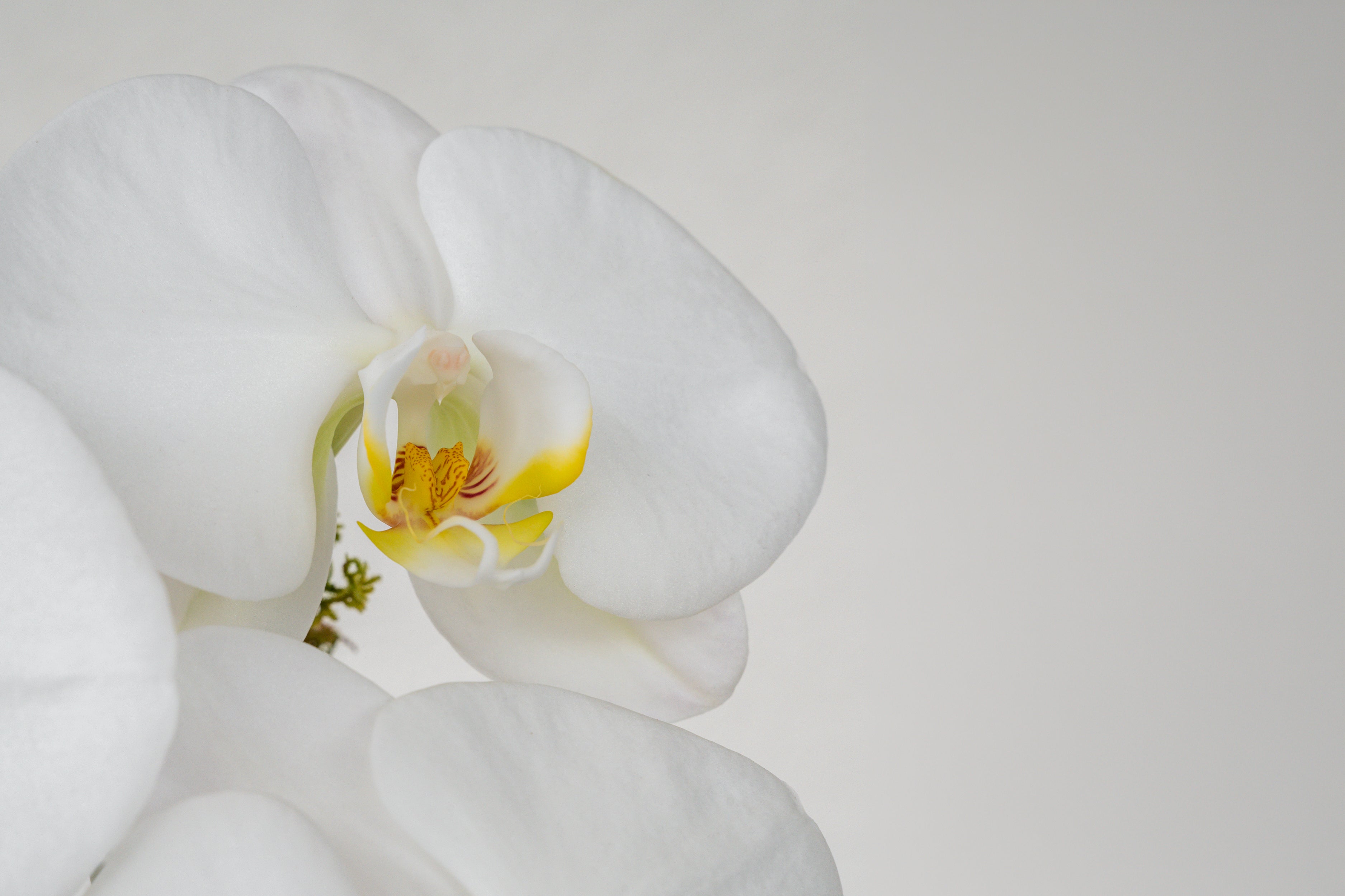 The Gift of Longevity: An Orchid Care Guide for Mom