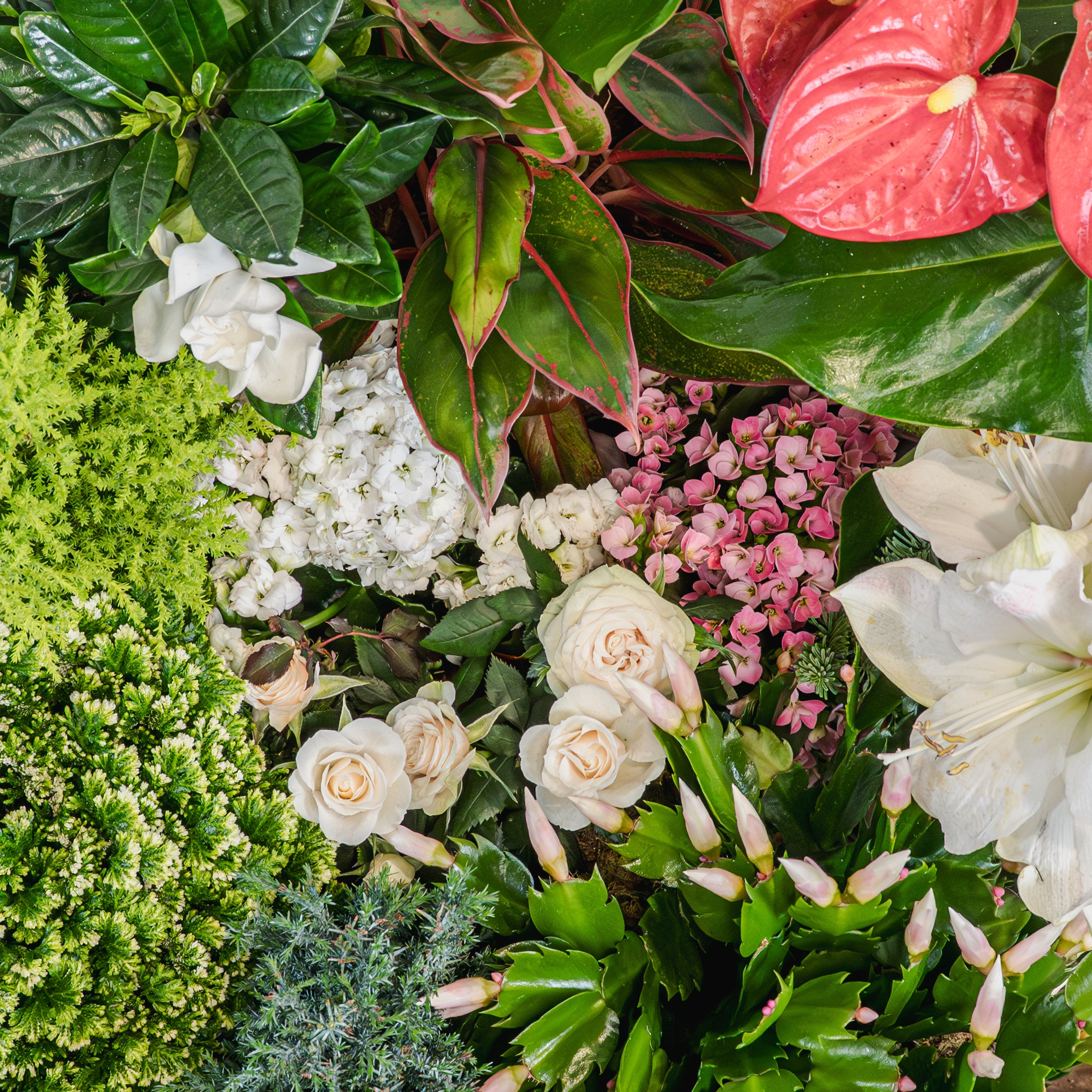 Is Your Plant Drooping? Here’s the 3-Step Rescue Plan