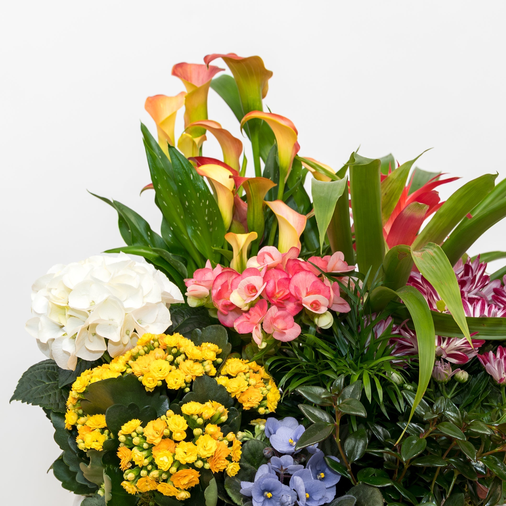 Summer Oasis: High-End Backyard Plants and Styling Tips