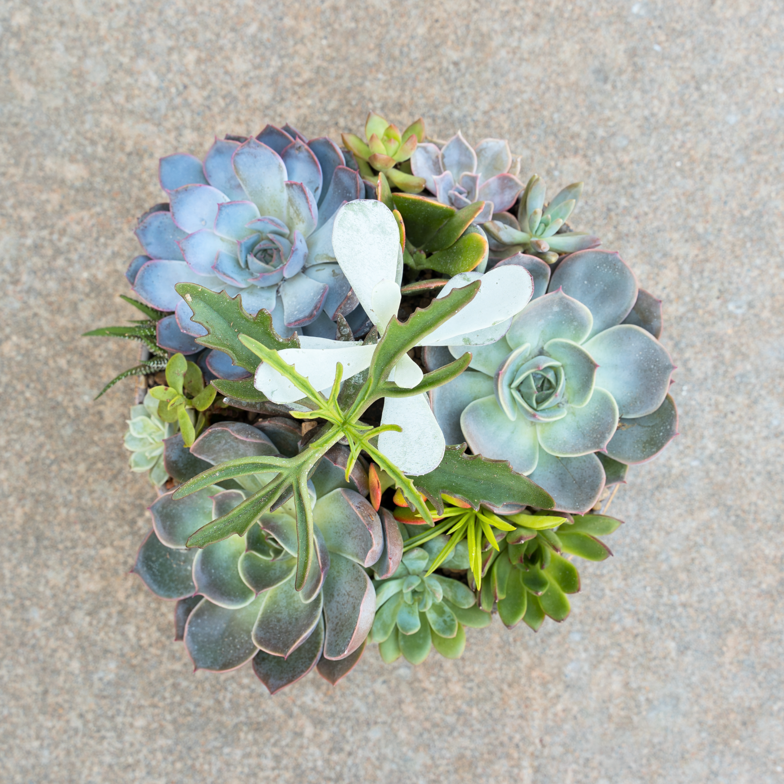 Beyond the Tie: Architectural Plants and Curated Gifts for Father’s Day