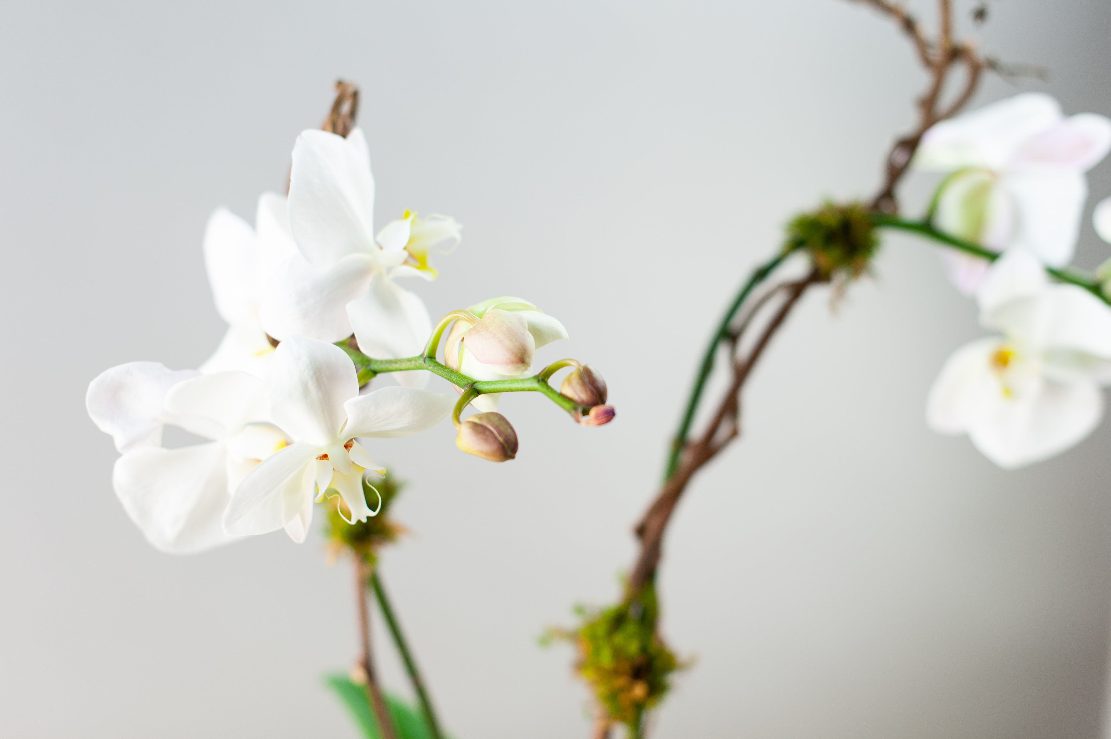 Orchids