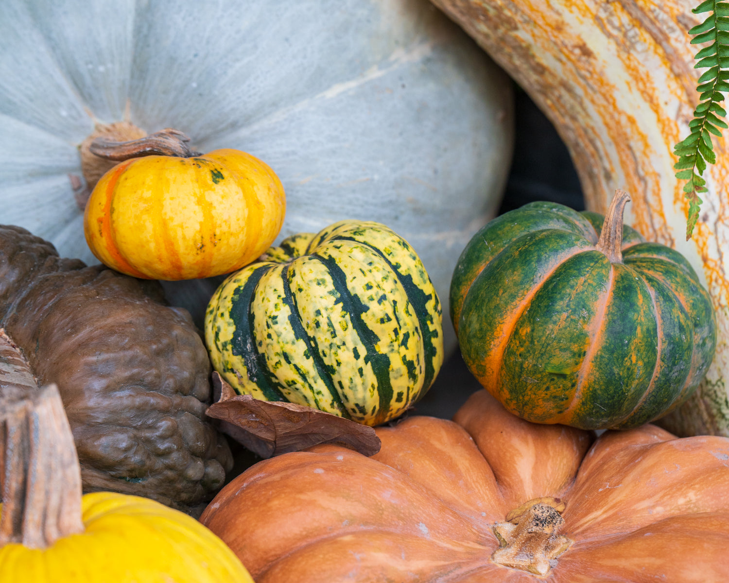 Fall Gifts