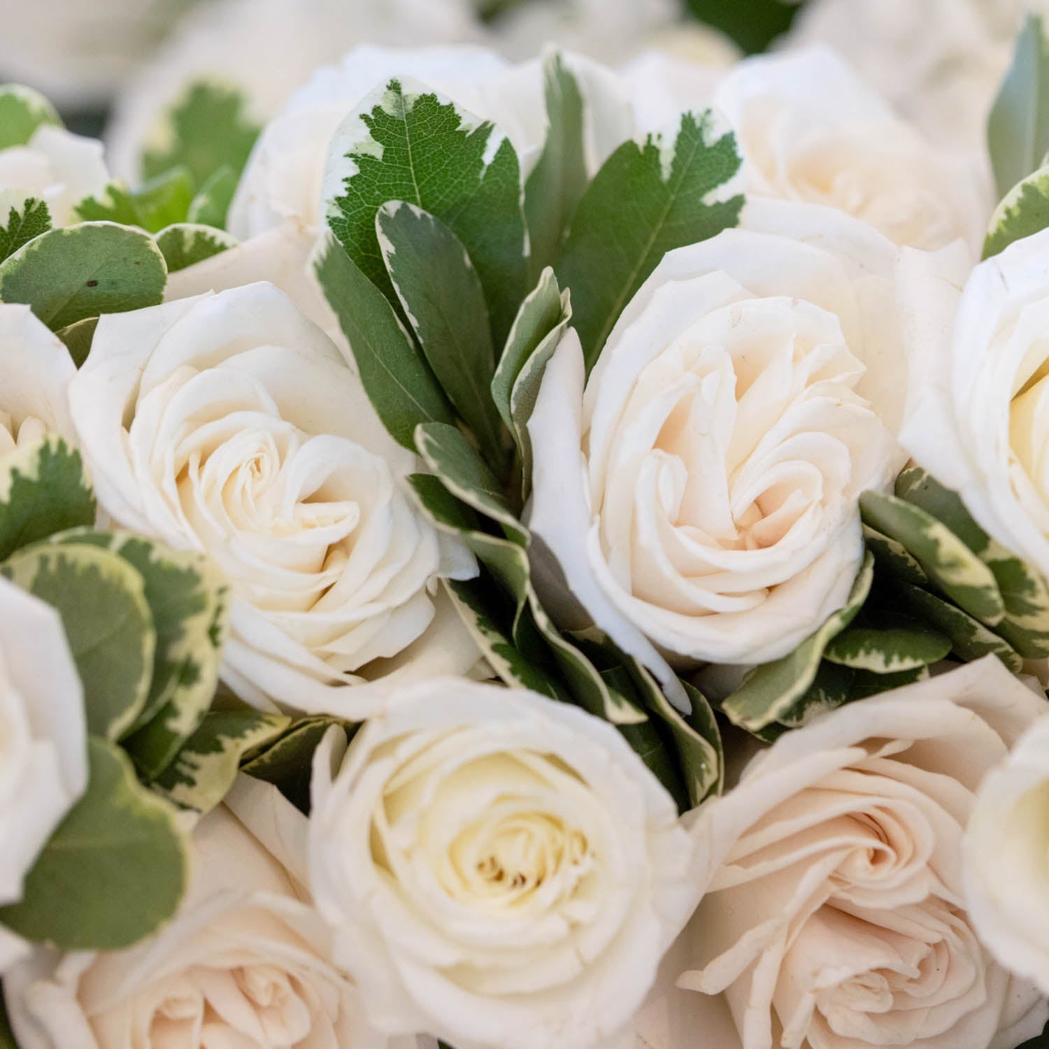 White Elegance