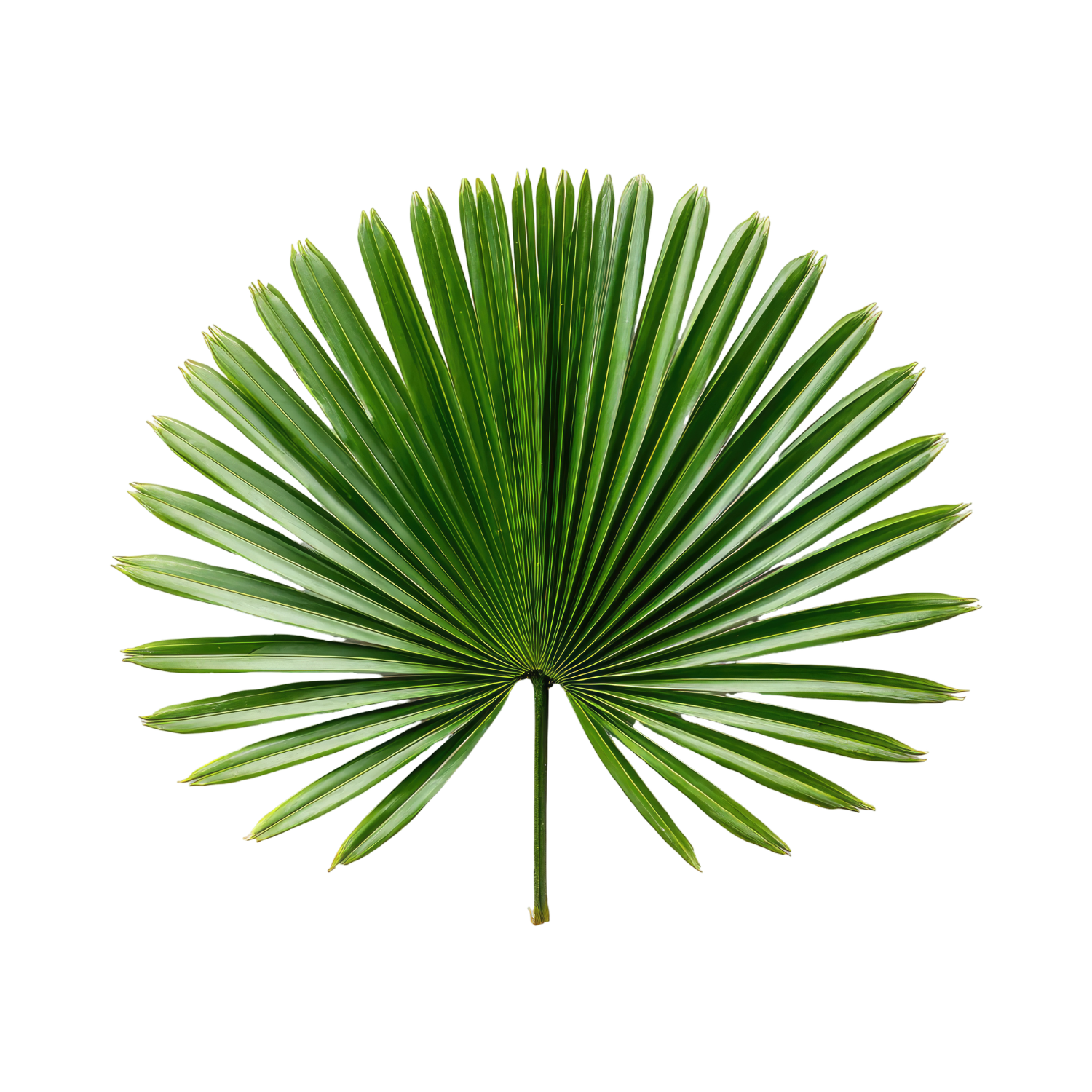 2026 Palm Sunday