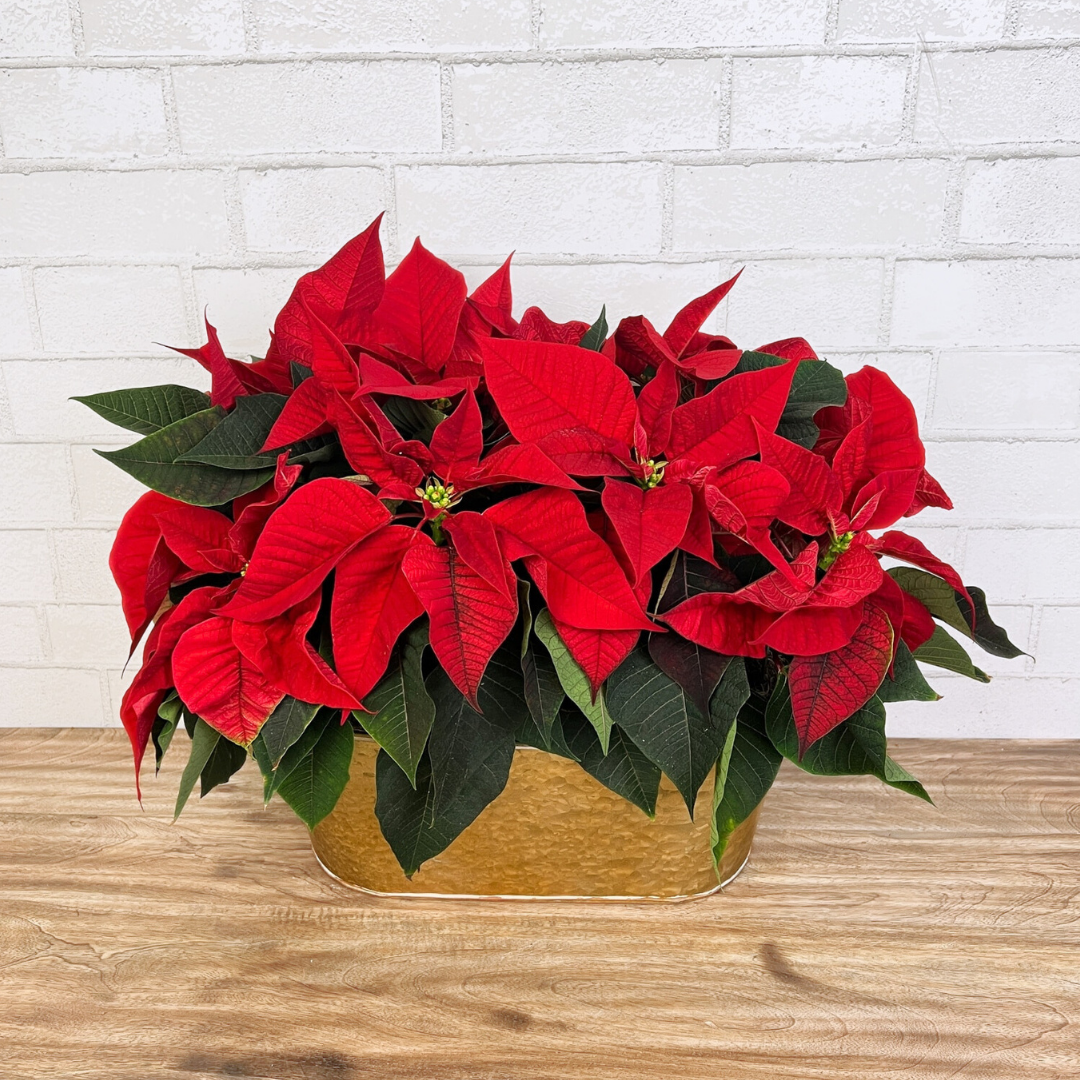 Poinsettias