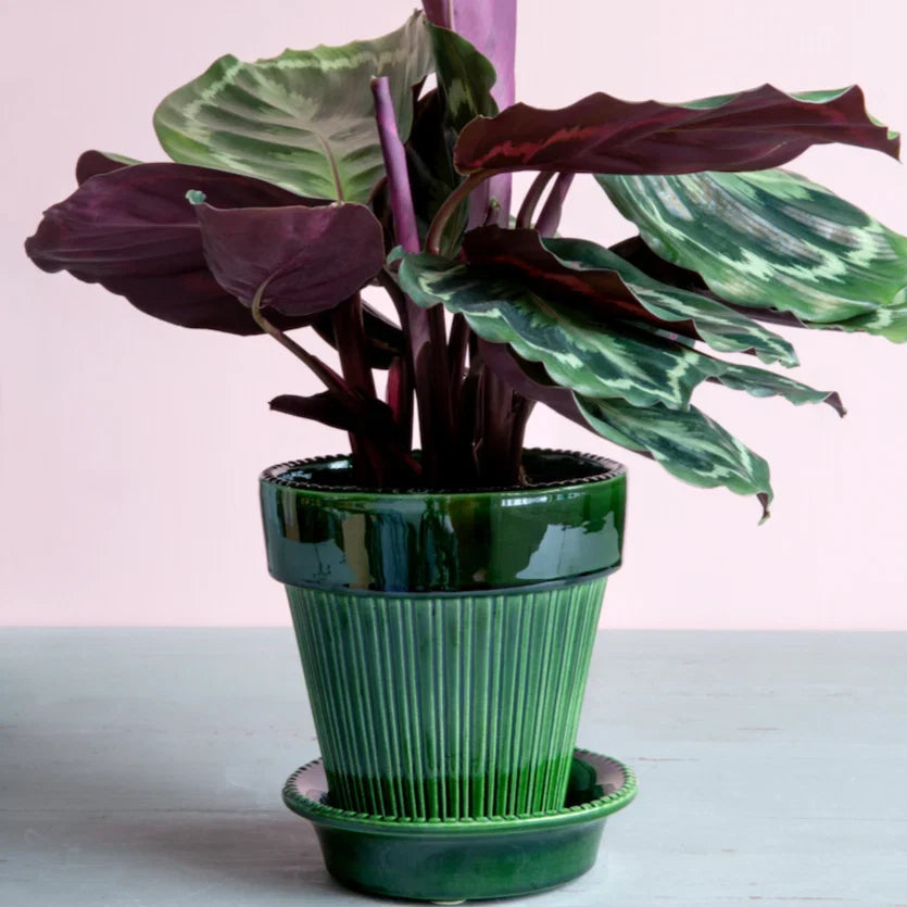 Pots and Planters