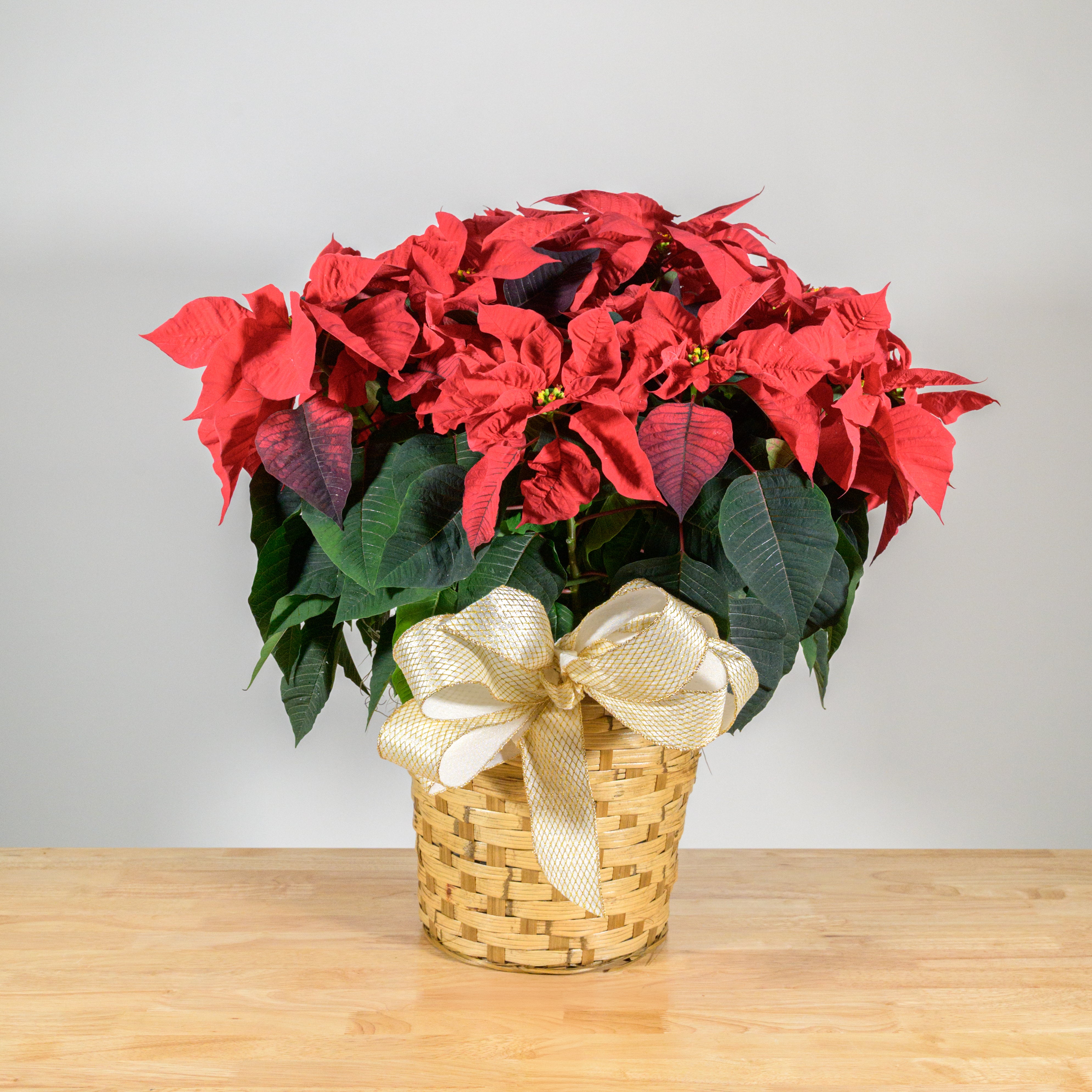 Poinsettia