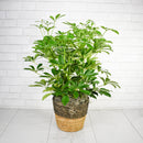 Schefflera