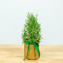 Rosemary Christmas Tree 4"