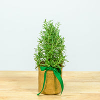 Rosemary Christmas Tree 4"