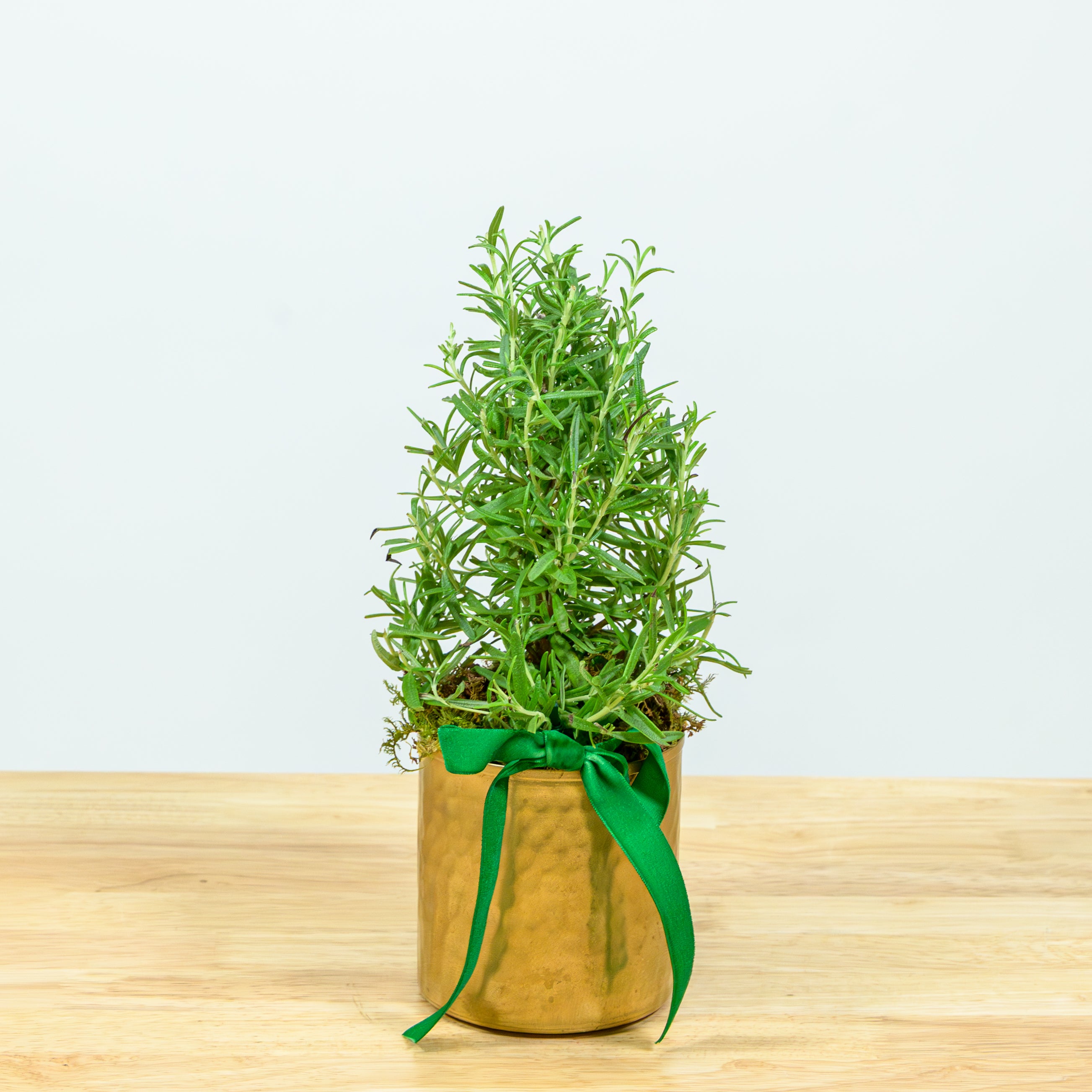 Rosemary Christmas Tree 4"