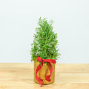 Rosemary Christmas Tree 4"
