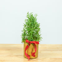 Rosemary Christmas Tree 4"