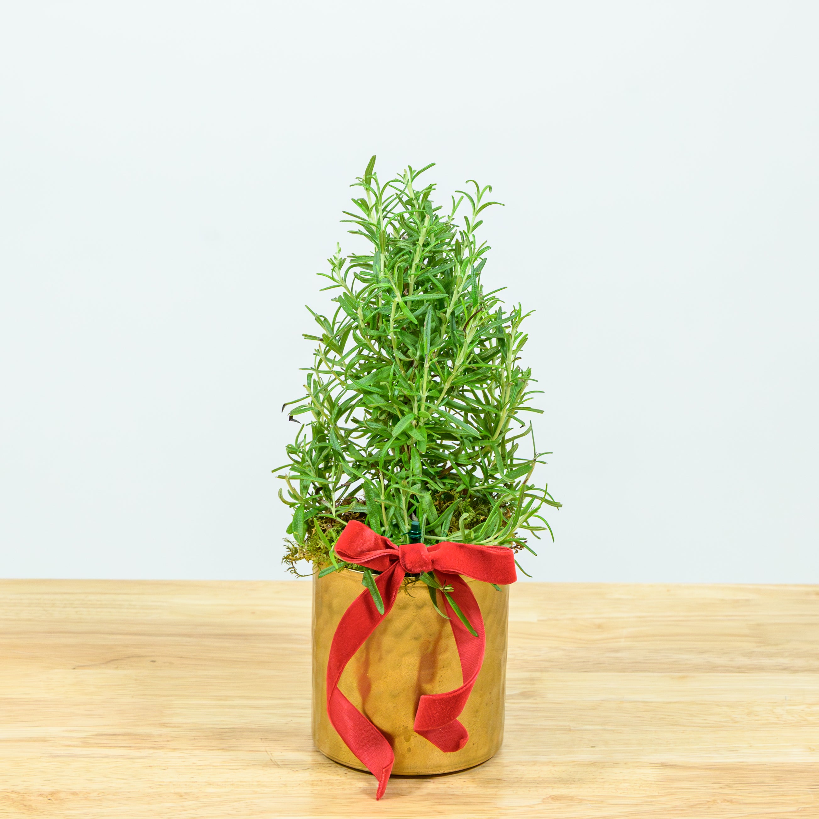 Rosemary Christmas Tree 4"