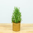 Rosemary Christmas Tree 4"