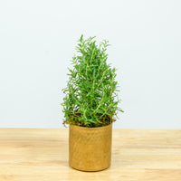 Rosemary Christmas Tree 4"