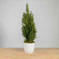 Alberta Spruce