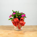 Christmas Cactus