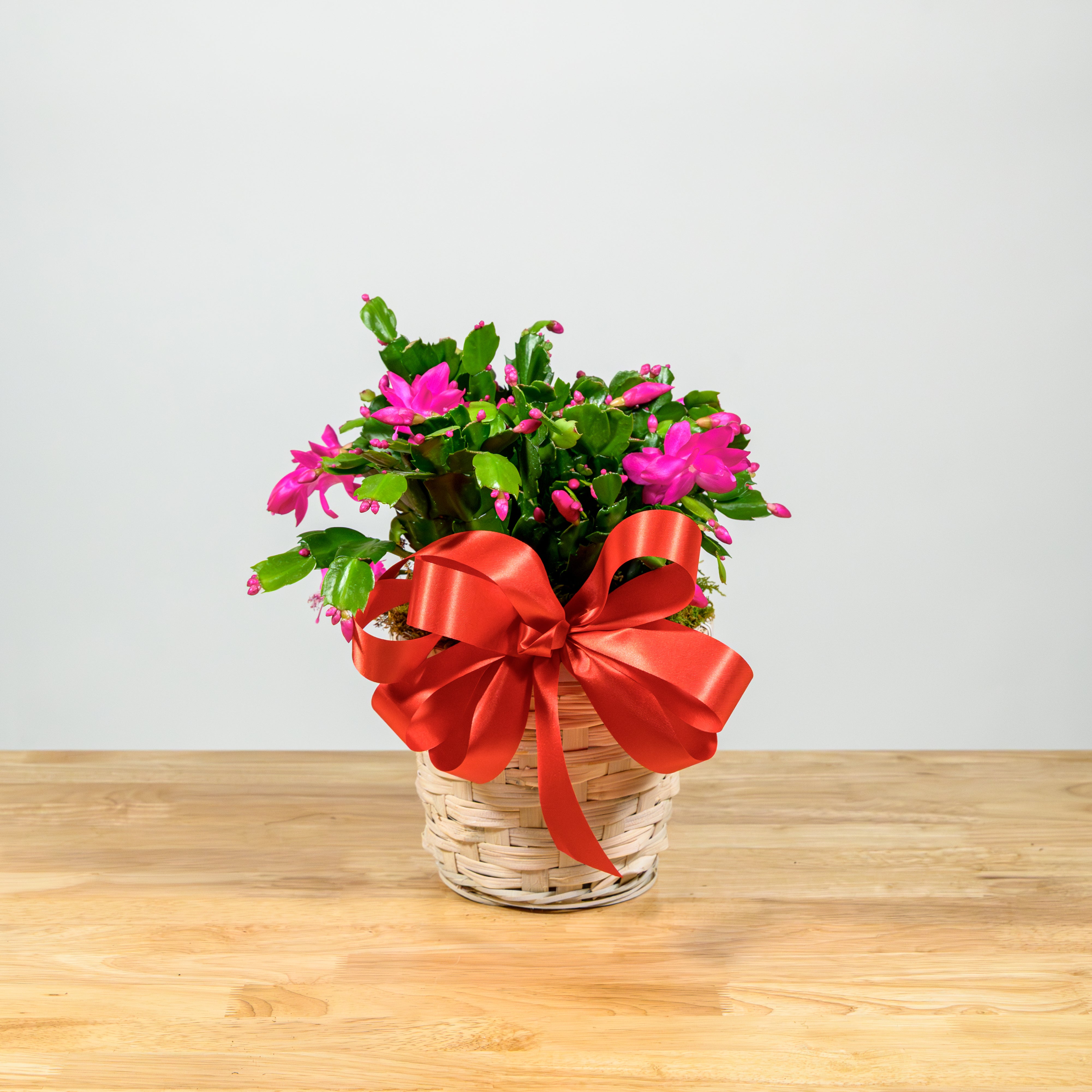 Christmas Cactus