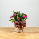 Christmas Cactus