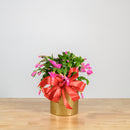 Christmas Cactus