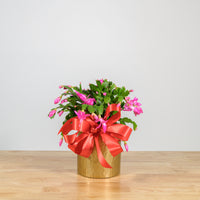 Christmas Cactus