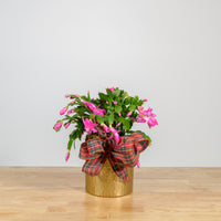 Christmas Cactus